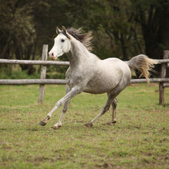 Fototapeta na wymiar Nice grey arabian stallion with flying mane