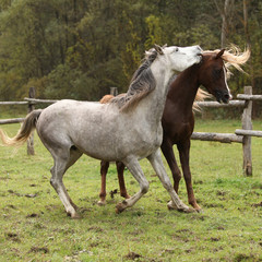 Naklejka na ściany i meble Two stallions playing on pasturage