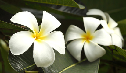 close-up shoot frangipani