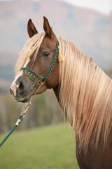 Gorgeous arabian stallion with long mane