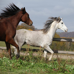 Obraz na płótnie Canvas Two stallions running