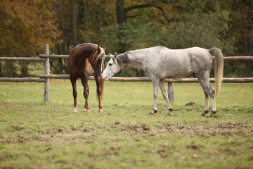 Obraz na płótnie Canvas Two stallions playing on pasturage