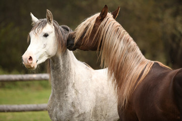 Two stallions playing on pasturage