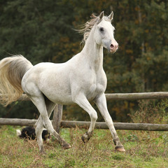 Obraz na płótnie Canvas Nice white arabian stallion with flying mane