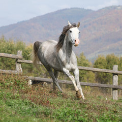 Obraz na płótnie Canvas Nice grey arabian stallion with flying mane