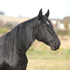 Nice kabardin horse with long mane in autumn