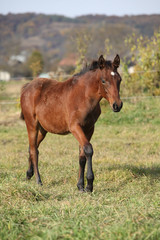 Fototapeta premium Nice kabardin horse foal in autumn