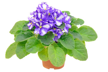 Saintpaulia flower in flowerpot