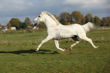 Obraz na płótnie Canvas Nice welsh mountain pony stallion running