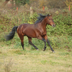 Nice kabardin horse running in autumn