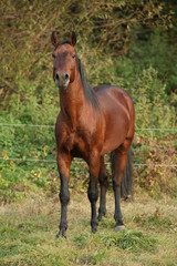 Obraz premium Ładny koń kabardyński jesienią