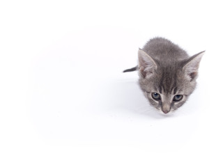 Young nine weeks old fluffy grey striped kitten over white