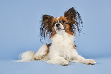 Hunde-Papillon-9923