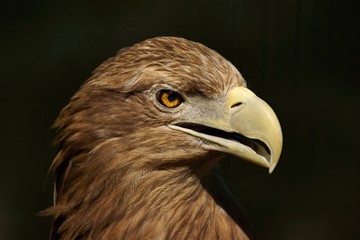 White-tailed Eagle (Haliaeetus albicilla), portrait