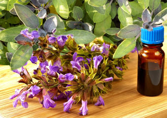 Salbei, Salvia officinalis
