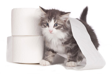 Kätzchen mit Toilettenrolle - cat toilet paper