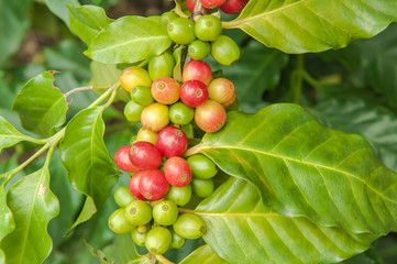 Coffee Tree Branches