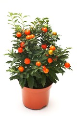 Coral nightshade (Solanum pseudocapsicum L.)