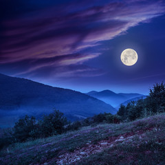 forest on a steep mountain slope at night in full moon light