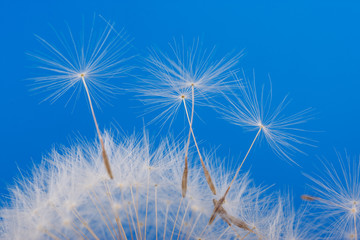 dandelion detail isolated on blue background