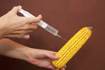 Genetically modified organism