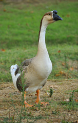 Uccelli acquatici in area lacustre