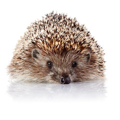 Prickly hedgehog on a white background