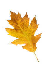 Eichenblatt, Herbstfaerbung, Quercus,