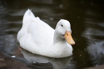 Duck floats on water