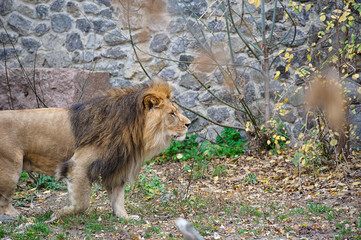 Lion