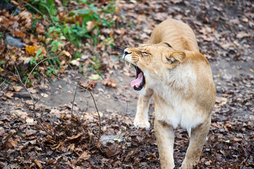 Angry Lion