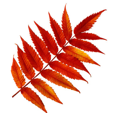 Essigbaum, Rhus, hirta, Herbstfaerbung,