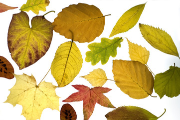 Herbstblaetter; bunt, leuchtend,