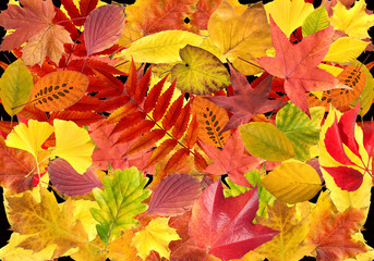 Herbstblaetter; bunt, leuchtend,