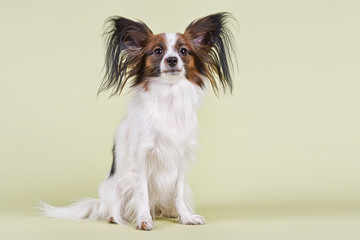 Hunde-Papillon-10114