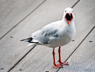 Open mouthed seagull