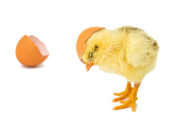 beautiful little chicken