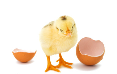 beautiful little chicken