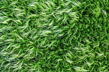 Abstract green moss for texture background