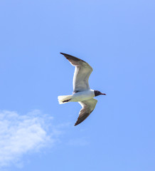 seagull is flying