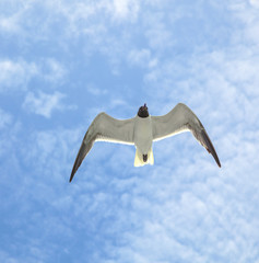 seagull is flying