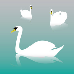 swan on the watter eps10