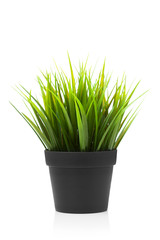 green grass in black pot, isolated on white