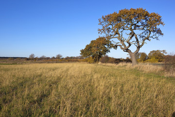 oak trees in autumn