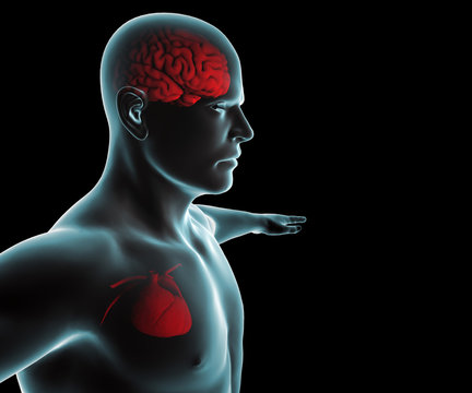 Corpo umano con cuore e cervello ai raggi x