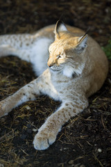 Northern lynx luxuriates in the rays of a sun at sunset