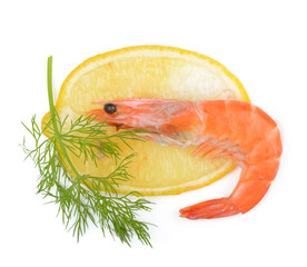 shrimp, a lemon, fennel on a white background