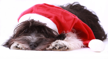 Havaneser Weihnachten