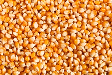 Foto op Canvas corn seeds © bergamont