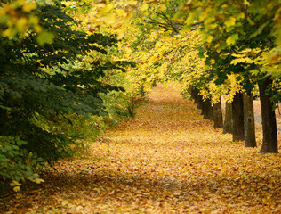 Beautiful autumn forest with walkiing path